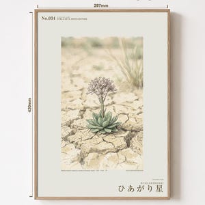 Drypool Star Herbarium Plate – Stellatia donianensis Botanical Art (Digital Download) image 5