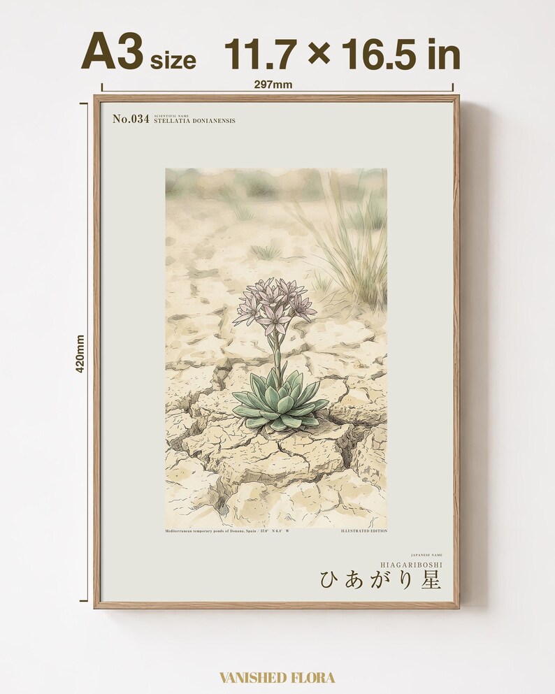 Drypool Star Herbarium Plate – Stellatia donianensis Botanical Art (Digital Download) image 5