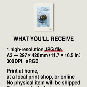 Glacier Bloom Specimen Photograph – Vanished Greenland Flower (Digital Download) image 8