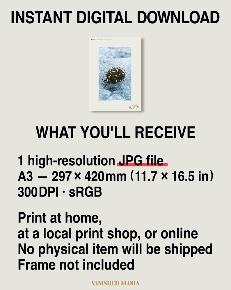 Glacier Bloom Specimen Photograph – Vanished Greenland Flower (Digital Download) image 8