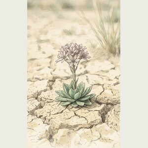 Drypool Star Herbarium Plate – Stellatia donianensis Botanical Art (Digital Download) image 2