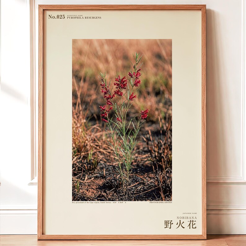 Fireborn Bloom Print – Imaginary Pyrophila Resurgens After Wildfire (Digital Download) image 1