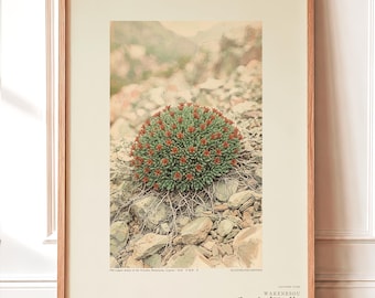 Split-root Herb Botanical Plate – Fictional Cyprus Mine Flower (Digital Download)