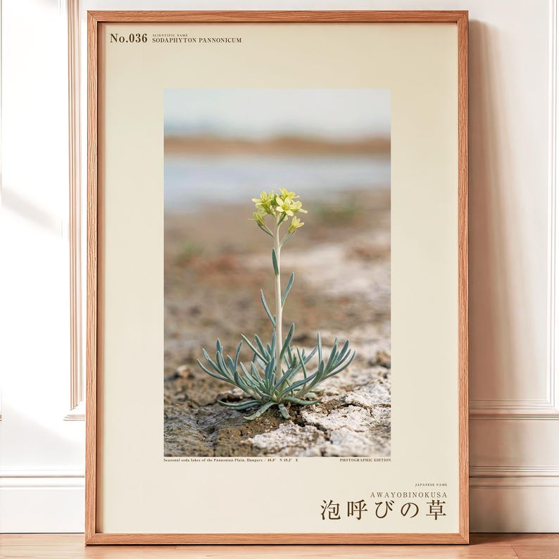 Soda-breath Herb Photograph – Fictional Sodaphyton pannonicum, Printable Art (Digital Download) image 1