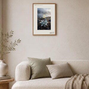 Mist Bell Photograph – Extinct Azores Bog Flower, Gothic Dark Academia Wall Art (Digital Download) image 4