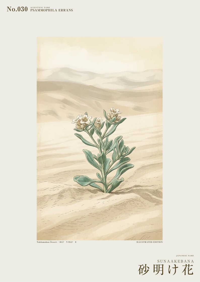 Sandwake Bloom Print – Extinct Taklamakan Flower Botanical Art (Digital Download) image 2