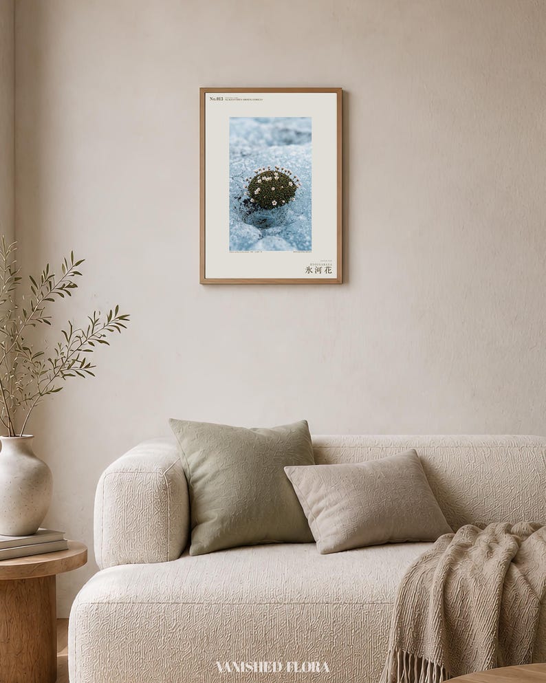 Glacier Bloom Specimen Photograph – Vanished Greenland Flower (Digital Download) image 4