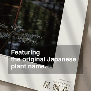 Blackwater Flower Archive Photograph — Fictional Amazon Bloom That Surfaced Only for Days, Rheomarginis confluentis, Printable Photo Art image 6