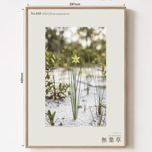 Aphyllanthe Essequibensis Photograph – Vanished Greenbrush Specimen, Dark Academia Art (Digital Download) image 5