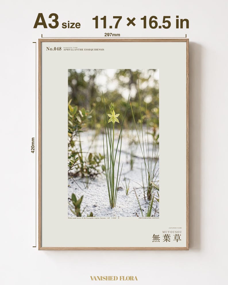 Aphyllanthe Essequibensis Photograph – Vanished Greenbrush Specimen, Dark Academia Art (Digital Download) image 5