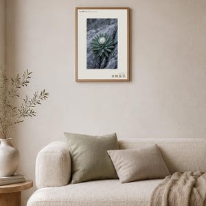 Botanische fotoprint van een nachtelijke spiraal — Uitgestorven nachtbloeiende succulent uit het Tsingy-stenenwoud, Spiranthella nocturna afbeelding 4