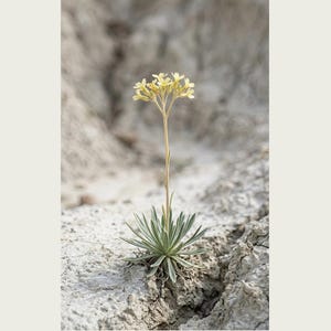 Crumbling-edge Herb Photo Study – Imaginary Gothic Wall Art (Digital Download) image 2
