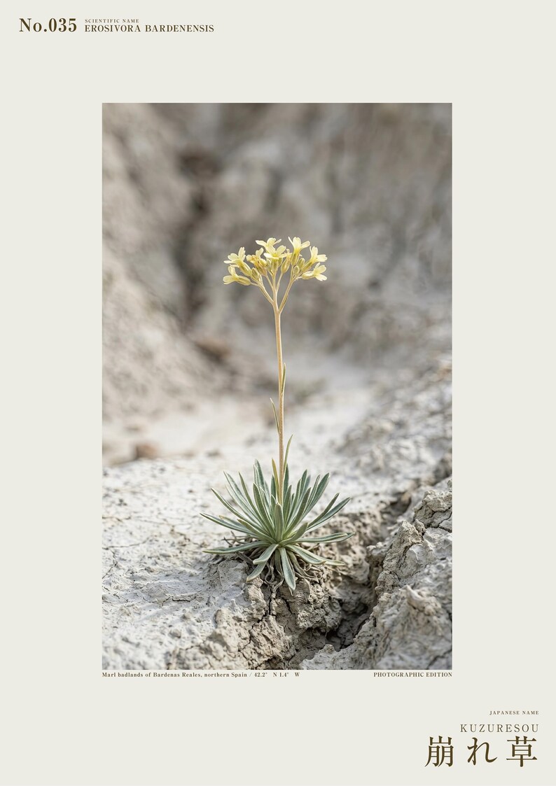Crumbling-edge Herb Photo Study – Imaginary Gothic Wall Art (Digital Download) image 2