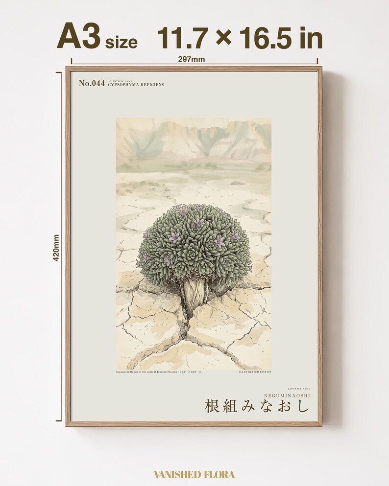 Vanished Flora Print – Gypsophyma Reficiens Botanical Illustration (Digital Download) bild 5