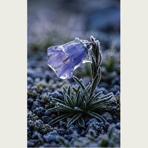 Ice-Clad Bell Flower Print – Crystallanthus altaicus, Moody Nature Photography (Digital Download) image 2