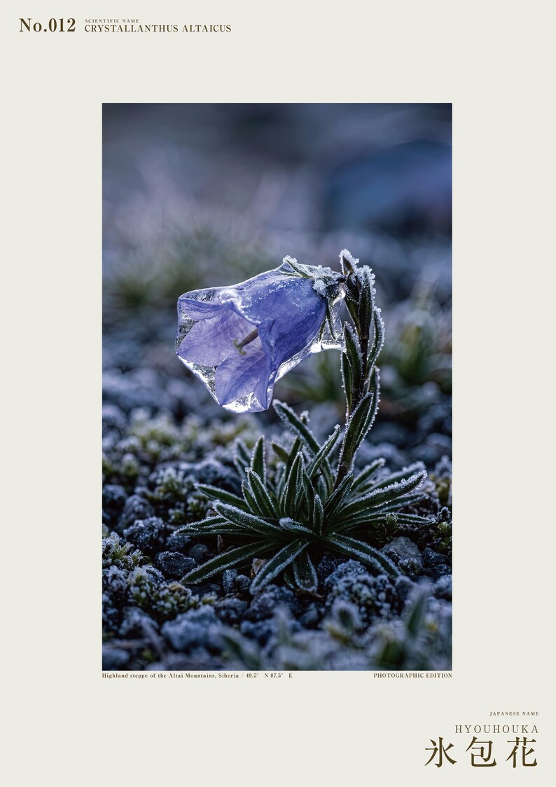Ice-Clad Bell Flower Print – Crystallanthus altaicus, Moody Nature Photography (Digital Download) image 2