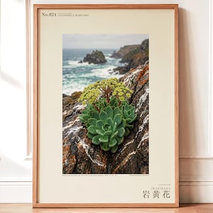 Seabird Cliffbloom Archive Photograph — Extinct Yellow Daisy of the Seabird Stacks, Guanophila maritima, Cottagecore Decor image 1