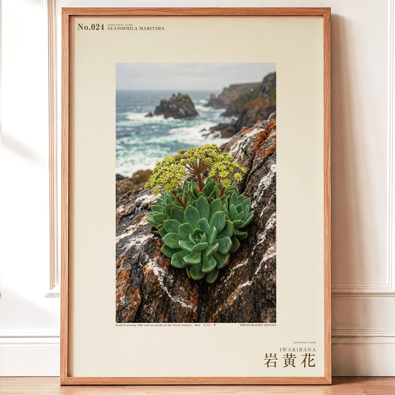 Seabird Cliffbloom Archive Photograph — Extinct Yellow Daisy of the Seabird Stacks, Guanophila maritima, Cottagecore Decor image 1