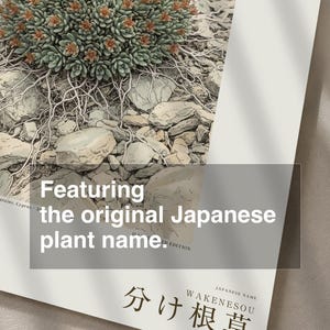 根が割れたハーブの植物図鑑 – 架空のサイプレス鉱山の花（デジタルダウンロード） 画像 6
