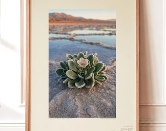 Salt Ember Print – Fictieve Halophilanthus-bloem, Dark Academia-fotokunst (digitale download)