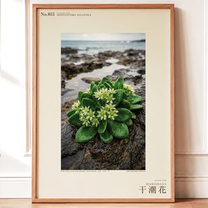 Low-tide Bloom Print – Imaginary Sea-star Flower, Hebridean Ebb, Dark Academia Decor (Digital Download) image 1