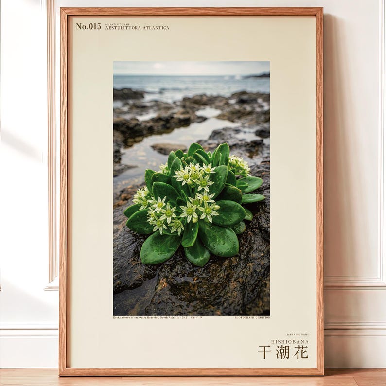Low-tide Bloom Print – Imaginary Sea-star Flower, Hebridean Ebb, Dark Academia Decor (Digital Download) image 1