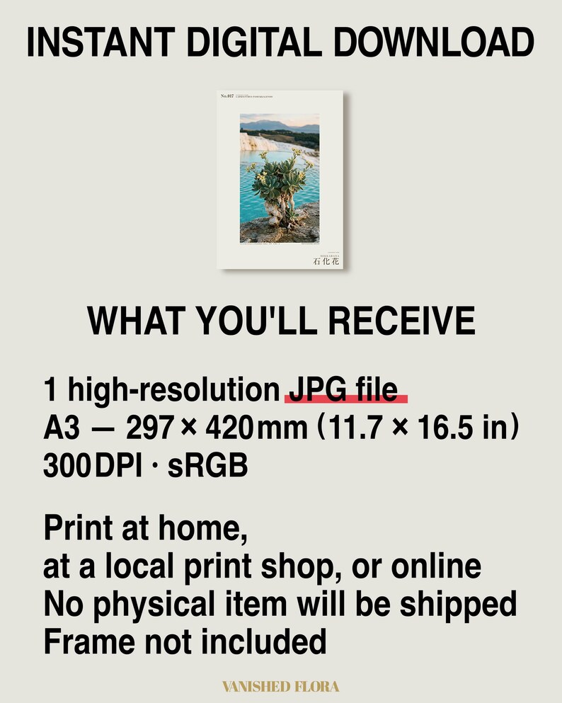 Petrifying Bloom Print – Lapidanthus Pamukkalensis, Pamukkale Terraces Wall Decor (Digital Download) image 8