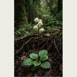 Fictional Ivory Bloom Photograph – Radicava Bialowiensis Forest Light Print (Digital Download) image 2