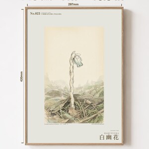 Pale Ghost-flower Print – Umbraflora pallida, Borneo Forest Bloom (Digital Download) image 5