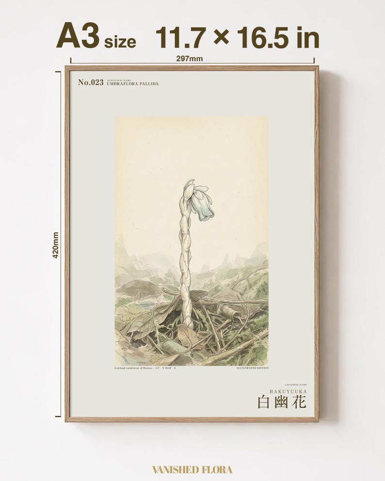 Pale Ghost-flower Print – Umbraflora pallida, Borneo Forest Bloom (Digital Download) image 5