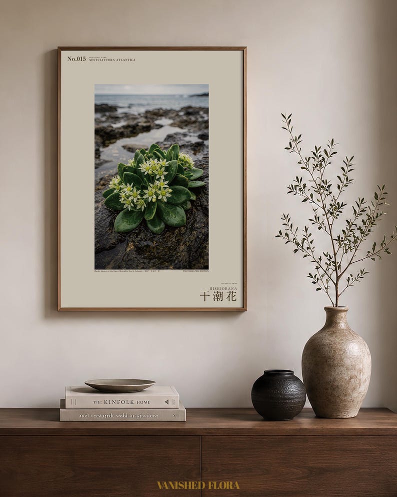 Low-tide Bloom Print – Imaginary Sea-star Flower, Hebridean Ebb, Dark Academia Decor (Digital Download) image 3