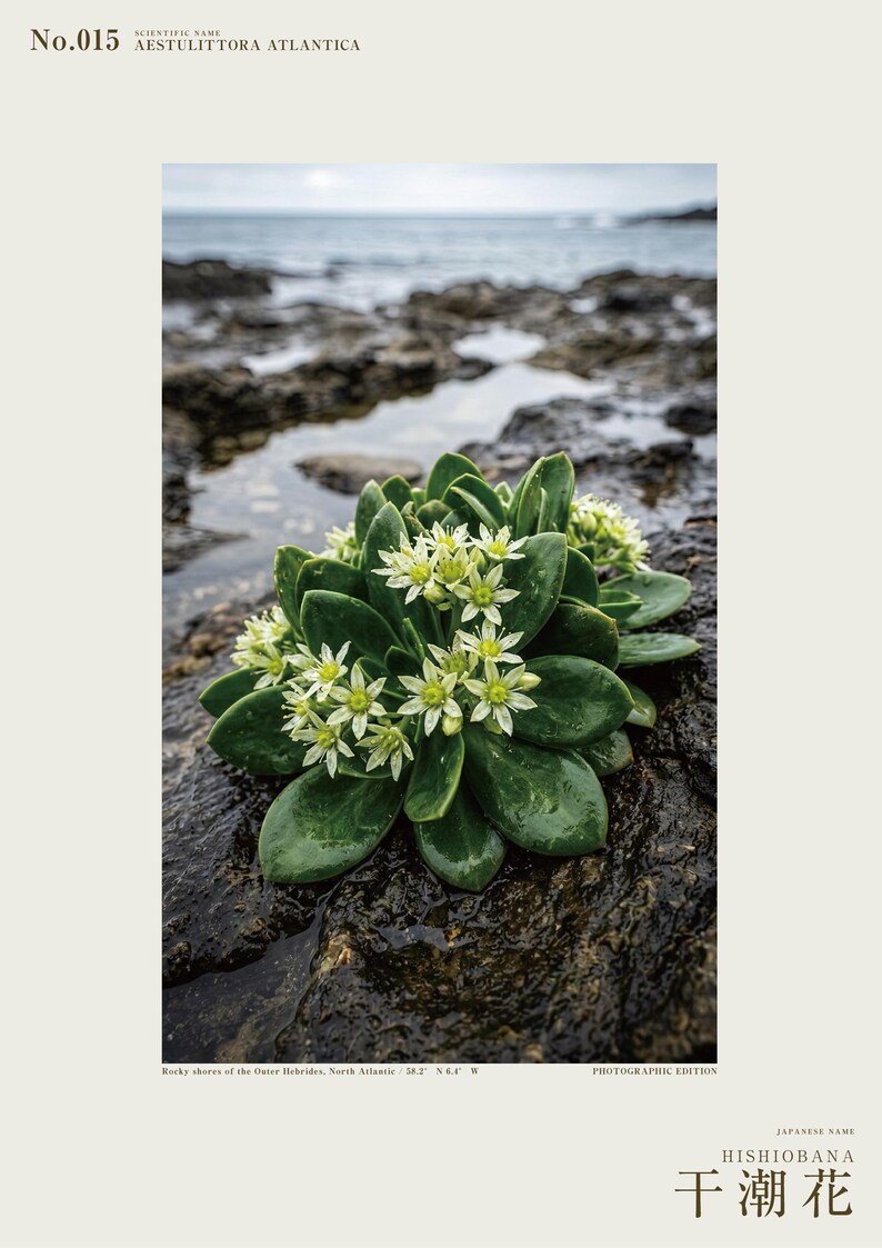 Low-tide Bloom Print – Imaginary Sea-star Flower, Hebridean Ebb, Dark Academia Decor (Digital Download) image 2