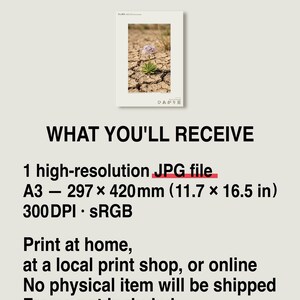 Drypool Star Print – Stellatia donianensis, Extinct Flower, Dark Academia Decor (Digital Download) image 8