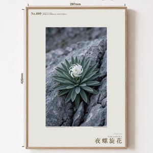 Botanische fotoprint van een nachtelijke spiraal — Uitgestorven nachtbloeiende succulent uit het Tsingy-stenenwoud, Spiranthella nocturna afbeelding 5