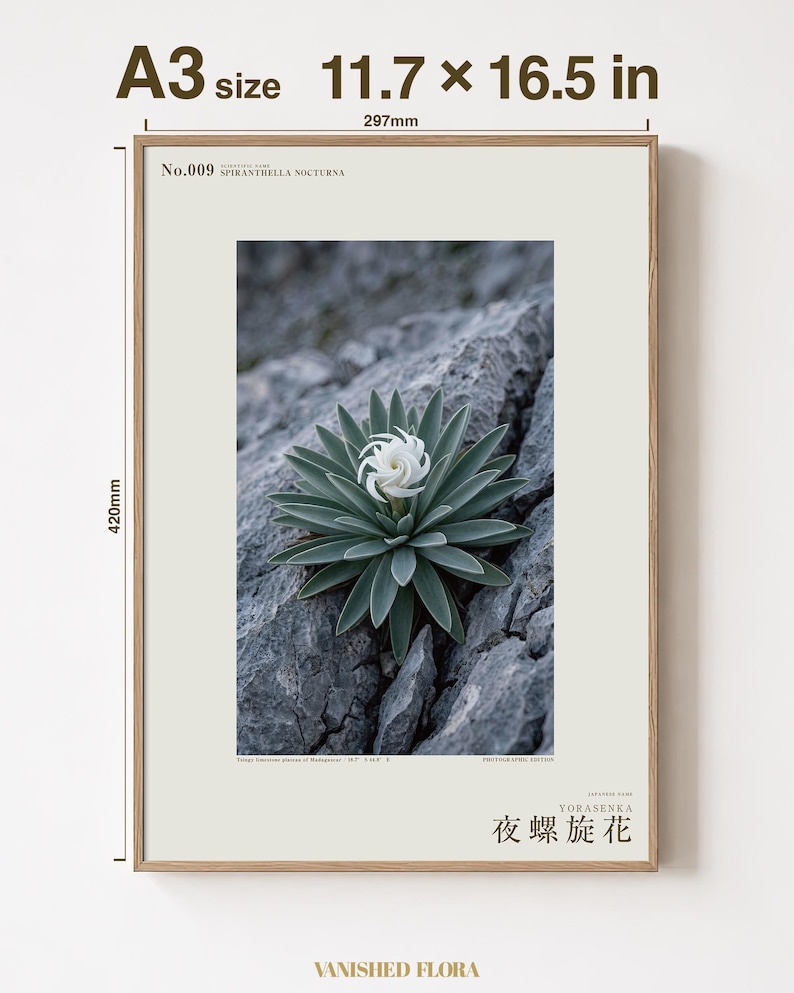 Botanische fotoprint van een nachtelijke spiraal — Uitgestorven nachtbloeiende succulent uit het Tsingy-stenenwoud, Spiranthella nocturna afbeelding 5