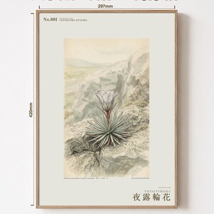 Vanishing Dewring Expedition Sketch – Ventiflora evanida Botanical Print (Digital Download) image 5