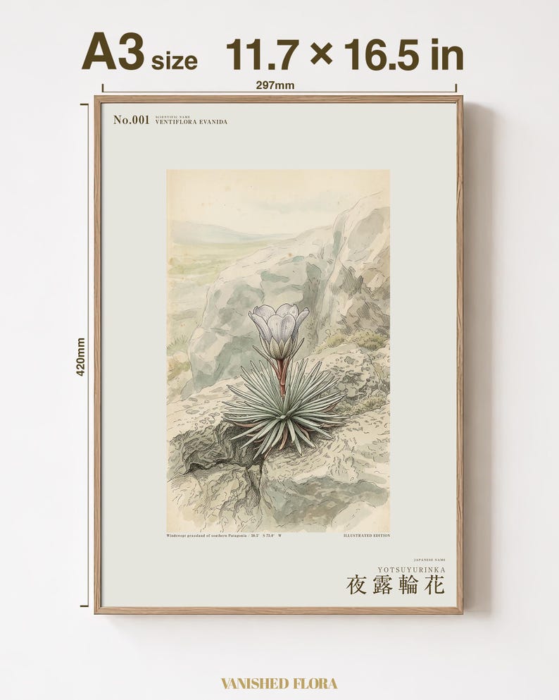Vanishing Dewring Expedition Sketch – Ventiflora evanida Botanical Print (Digital Download) image 5