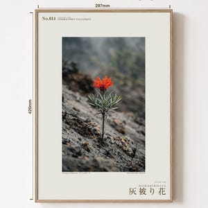 Fotografie der Eschenschleierblume – Ausgestorbene scharlachrote Blüte, gotisches Wandbild (Digitaler Download) Bild 5