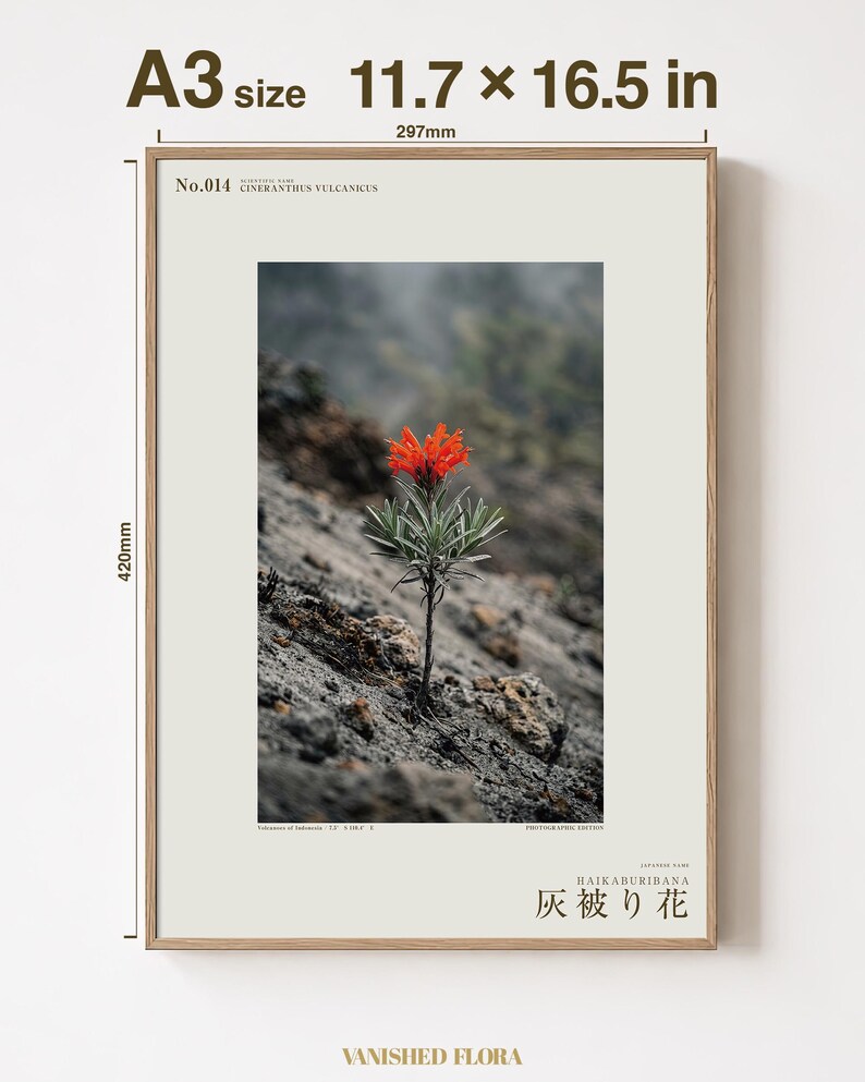 Fotografie der Eschenschleierblume – Ausgestorbene scharlachrote Blüte, gotisches Wandbild (Digitaler Download) Bild 5