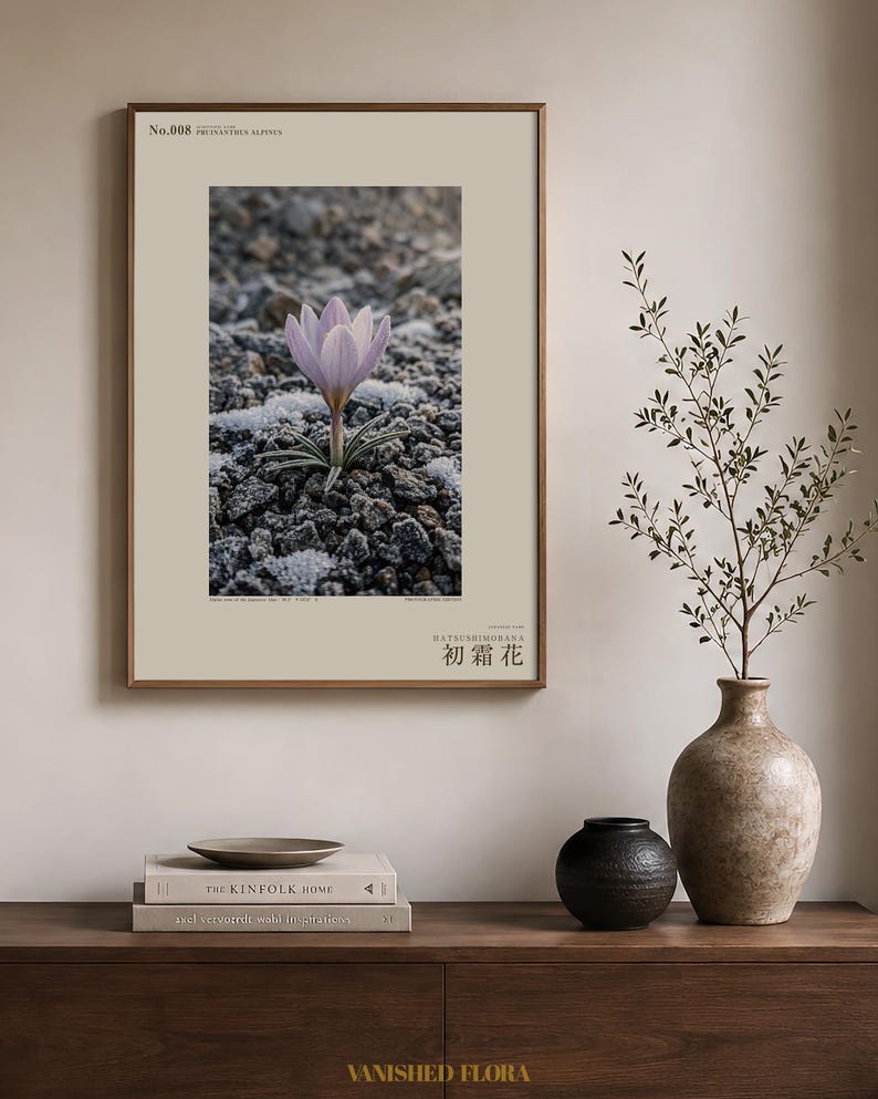 First-frost Bloom Photograph – Pruinanthus alpinus Alpine Flower Print (Digital Download) image 3