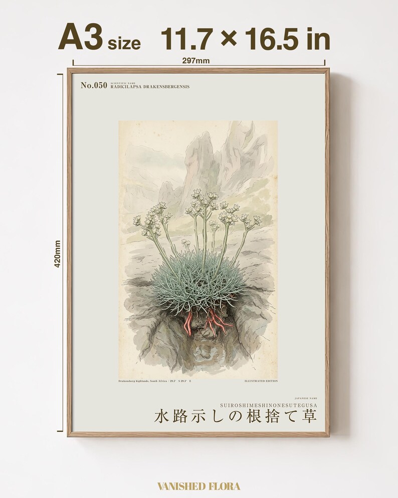 Channel-root Caster Print – Extinct Drakensberg Herb Botanical Art (Digital Download) image 5