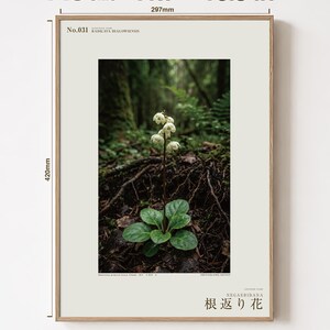 Fictional Ivory Bloom Photograph – Radicava Bialowiensis Forest Light Print (Digital Download) image 5