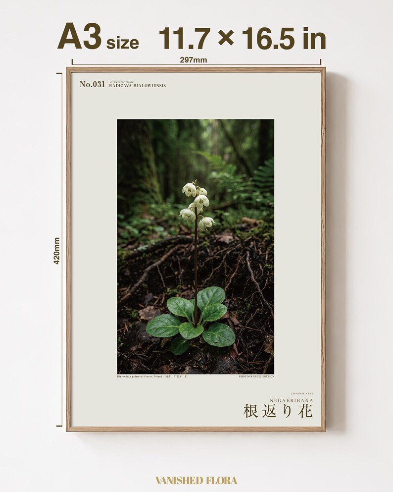 Fictional Ivory Bloom Photograph – Radicava Bialowiensis Forest Light Print (Digital Download) image 5