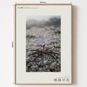 Frozen Flower Print – Vanished Bloom Specimen Photograph (Digital Download) image 5