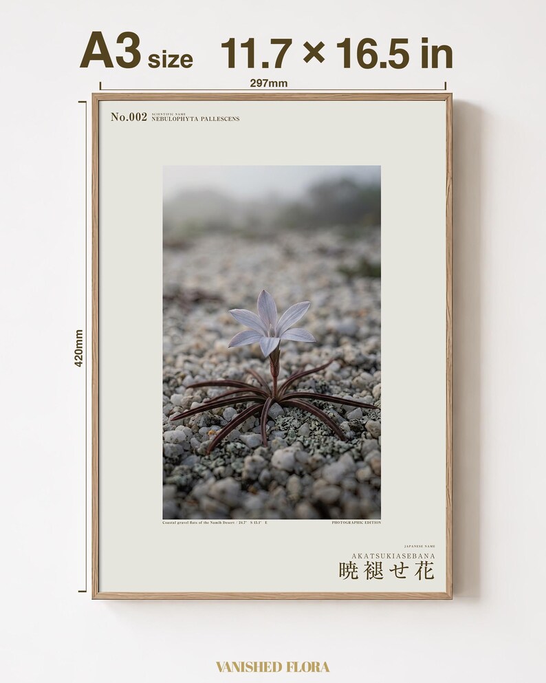 Frozen Flower Print – Vanished Bloom Specimen Photograph (Digital Download) image 5