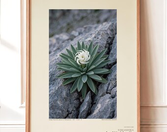 Night Spiral Botanical Photo Print — Extinct Night-blooming Succulent of the Tsingy Stone Forest, Spiranthella nocturna