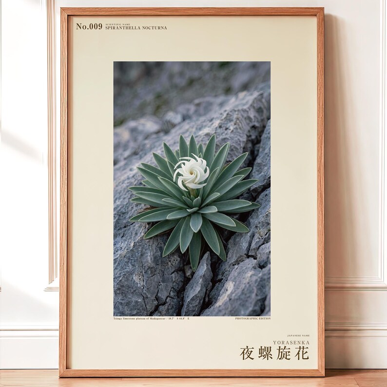 Botanische fotoprint van een nachtelijke spiraal — Uitgestorven nachtbloeiende succulent uit het Tsingy-stenenwoud, Spiranthella nocturna afbeelding 1