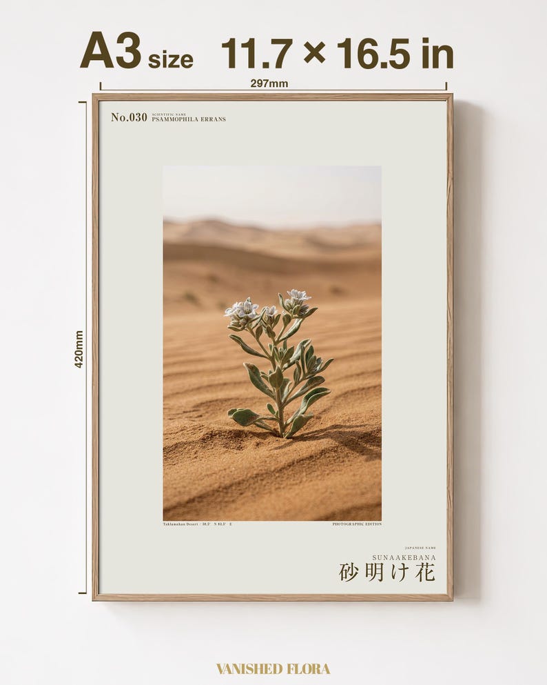 Fotografía de Sandwake Bloom – Flor imaginaria del desierto, Psammophila errans (Descarga digital) imagen 5