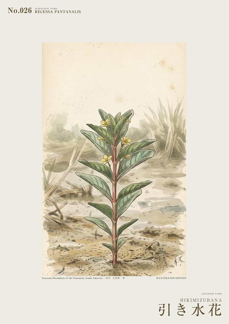 Stampa botanica del fiore di Ebbwater – Fioritura immaginaria del Pantanal, Recessa pantanalis (Download digitale) immagine 2