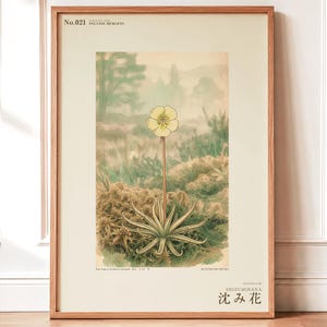 Sinking Bloom Botanical Print – Imaginary Scottish Bog Flower, Paludis mergens (Digital Download) image 1